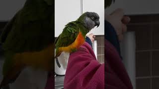 세네갈앵무만세하기