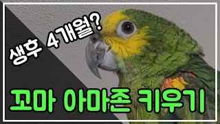 어린 청모자 아마존 앵무새 키우기 l 블루 크라운 아마…