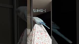 누나, 형아 힘내세요~! #응원송 #퀘이커앵무송꾸꾸