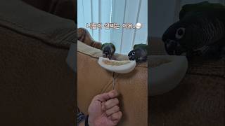 코뉴어앵무새#하랑이#하봉이#cute