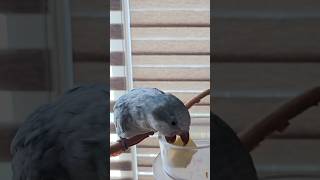 [퀘이커 앵무] 사각사각 사과 #parrot #quak…