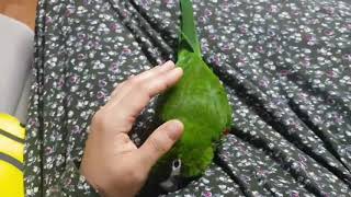 공서연(앵무새)한스마카우. 안물어 쫄지마.2020.12…