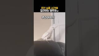 주인 실종 사건에 절규하는 앵무새 #동물 #앵무새 #코카투