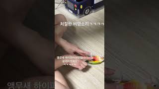 코뉴어 앵무새와  4차원집사   끝까지보세요 처절한비명소리를 들을거예요 ㅋㅋㅋㅋ#앵무새#코뉴어앵무새