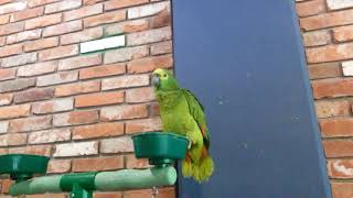 말하는앵무새 새미 _ 리프패럿 금호점