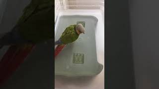 소망이 수영장 (코뉴어)