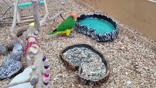 카이큐의 목장놀이