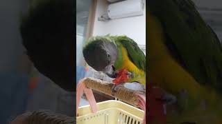 수리 맛있어♡ #parrot #세네갈앵무