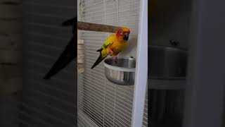 썬코뉴어 탐욕 "500배"