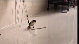 앵무새루이 만큼 귀여운앵무새 혼자놀기 카이큐앵무새 방울이 6