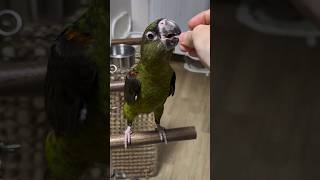 쟈딘앵무 말차가 입양 보호자님과 교감놀이중이예요.