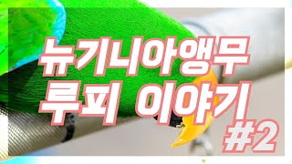 윙스패밀리 첫째 뉴기니아앵무새 루피 이야기 입니다.