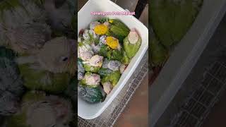 Cute Baby Parrot  Serampore Pe…
