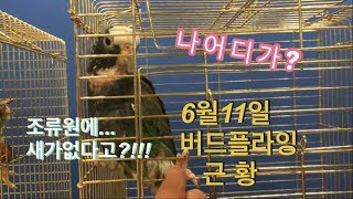 버드플라잉 조류원근황 #3 (2019.06.10) ..…