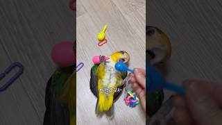 카이큐 앵무새랑 같이 놀기~