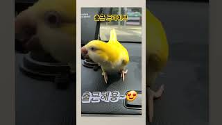 [하늘]출근 드라이브@#하늘이 #birds # 말하는 앵무새 #구독 좋아요 