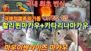 &quot;국내최초&quot; 마우이썬라이즈 마카우 탄…