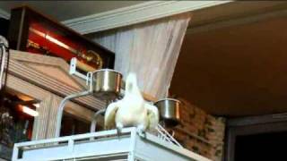 로코는 댄스가수(앵무새와 닭님)