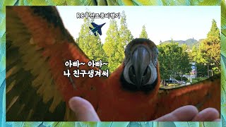 [할리퀸마카우 마르코] 이젠 하다하다 장난감비행기까지 친구로 만들어버린 앵무새