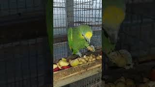 앵무새들은 전면에서 봤을 우측 발만 거의 사용 하는듯 …