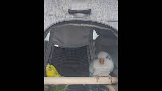 [퀘이커 앵무] 싸운거 아님 | 친함 주의 #parrot #quakerparrot #budgerigar #사랑이 #까꿍이