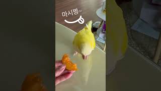 참!오래살구 볼일이야~~ #앵무새 #퀘이커 #parro…