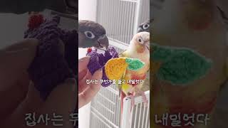 앵무새 맞춤 하네스를 위한 몸둘레 재는날 #앵무새