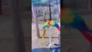 홍금강 앵무 & 청금강 앵무 parrots 