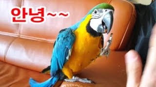 꼬리깃털 꼬라지가 말이 아니던 청금강 젤리, 지금은 앵…