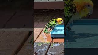 해도 잡는 카이큐 앵무새! 아니 흉 안볼거거든! 신나게 놀아!