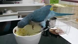 퀘이커 앵무새는 이유식을 이렇게 먹어요~