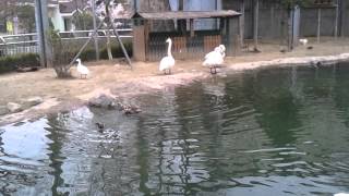 유아 이주현(동물원-조류원-2013-04-15)