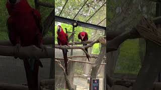 왜 이러는 걸까요? 에버랜드 홍금강앵무 #지구방위대 #…