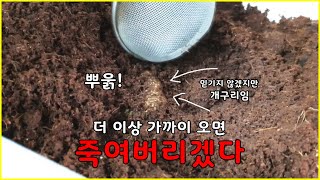 개구리가 화났을때 내는 경고의 소리