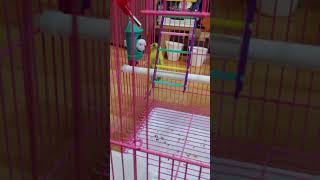 사랑앵무 우리집에 온 지 1일차