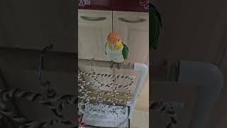 카이큐 안녕 안녕하세요