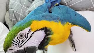 청금강 앵무새 애교? 많이 귀찮아요ㅋ