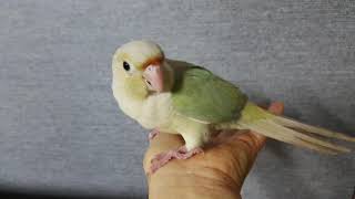 시나몬 민트 코뉴어