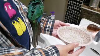 터프가이 앵무새 코뉴어 목욕하기 - Conure bat…