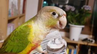 코뉴어 앵무새 알콩땅콩 요거트 먹기