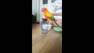 음료수 먹는 썬코뉴어