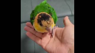 노란머리 카이큐앵무새 이건 나는건가?점프인가?