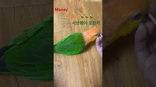#카이큐앵무새 #팡이 #귀여운앵무새 #money #서브웨이