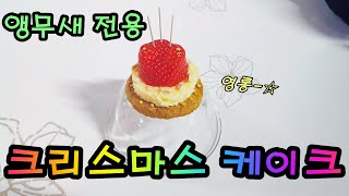 앵무새용 크리스마스 케이크 만들기~