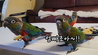 종일 엄빠쫓아다니는 아기앵무새의 하루는? parrot family's daily life インコ家族の日常