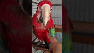 홍금강앵무새 맥쓰