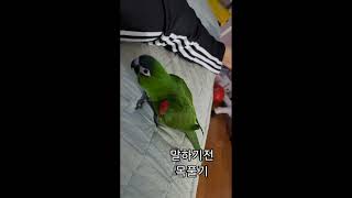 꽁패.앵무새.한스마카우.뽀미.한나.2022.1.22