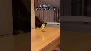 ‍♀️행주 위협하기 #shorts #parrot #caique #앵무새 #카이큐 #ズグロシロハラインコ