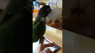 머털이랑 깻잎이  / 왕관앵무와 코뉴어