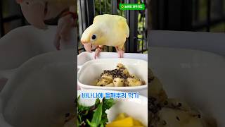 바나나에 들깨뿌려 먹기#parrot #앵무새 #귀여운앵무새 #사랑스러운앵무새 #바나나효능 #들깨#먹방#늘해랑